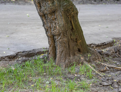Impact of Trees on Foundation Stability
