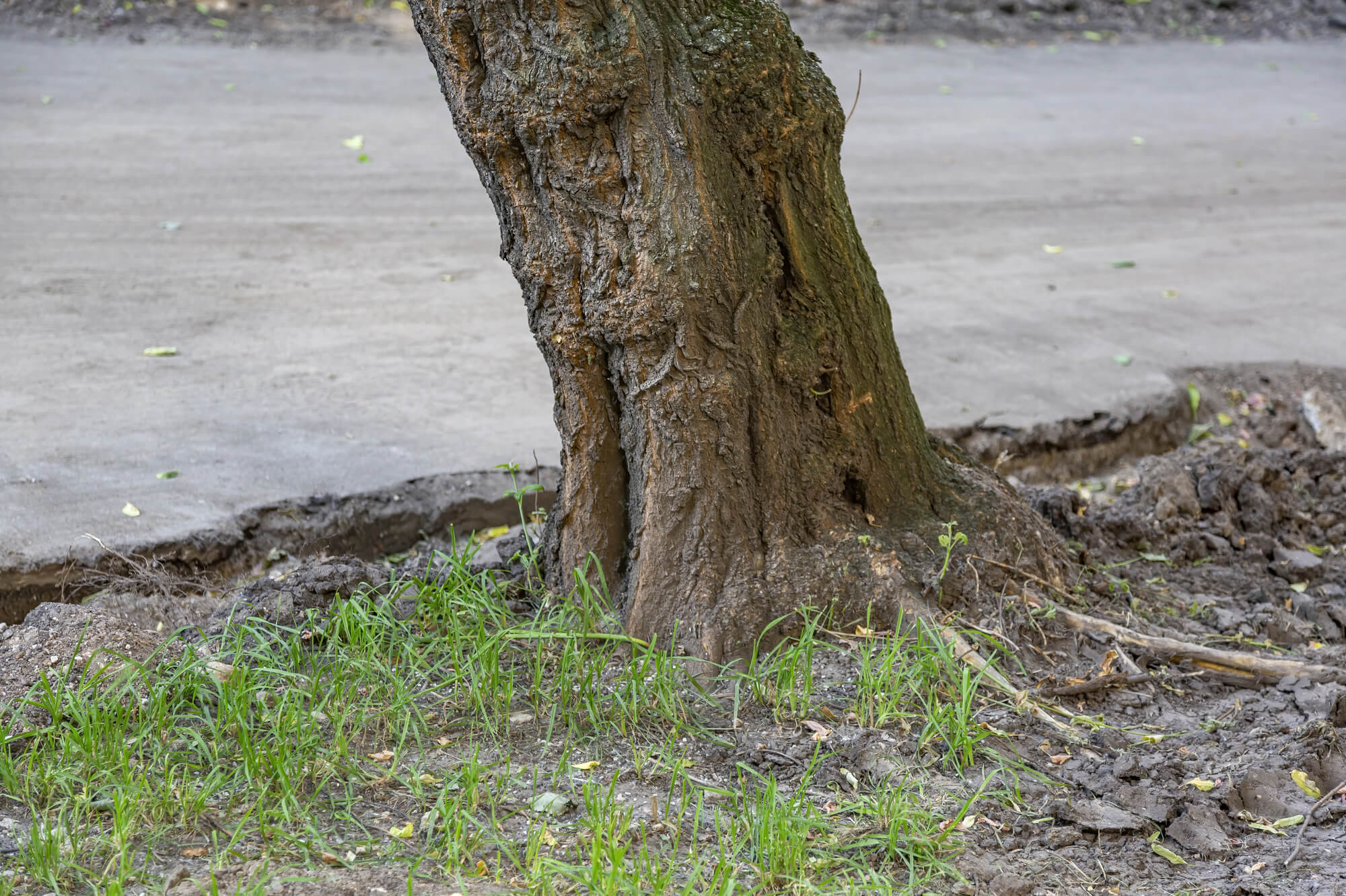 Impact of Trees on Foundation Stability
