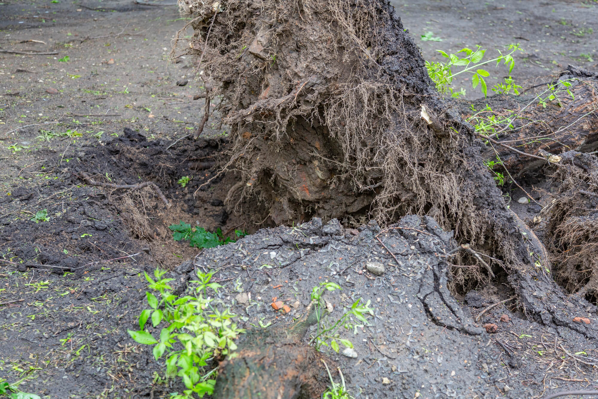 Impact of Trees on Foundation Stability