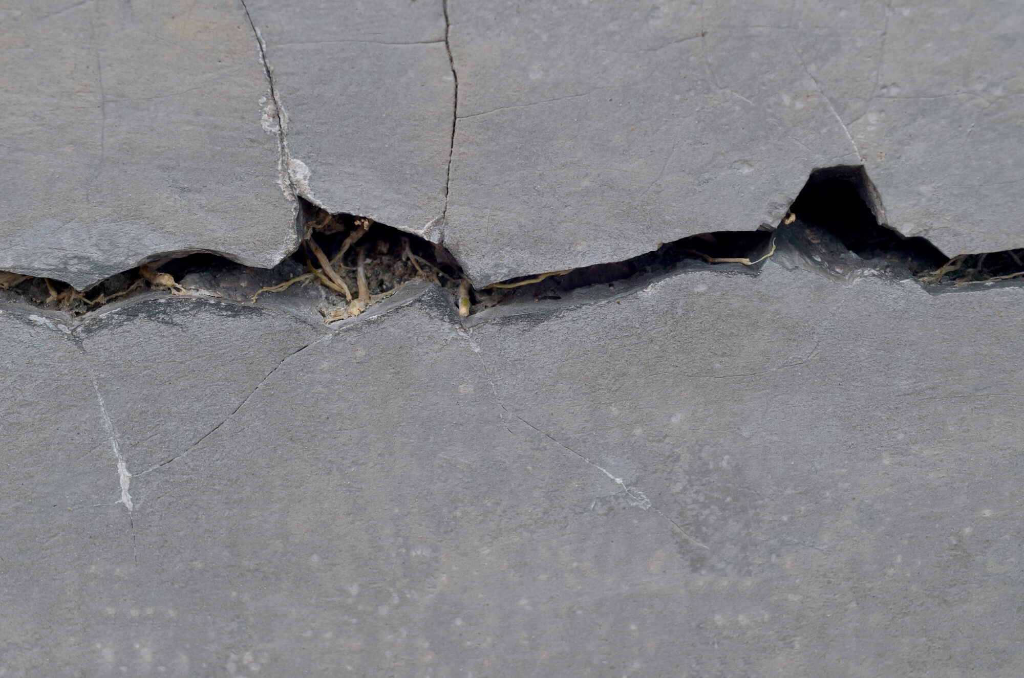 Impact of Trees on Foundation Stability